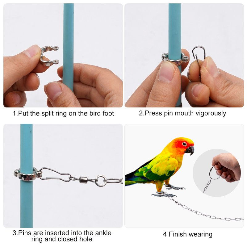 Stainless Steel Parrot Leg Rin - đánh giá và giá Anklet Foot Chain